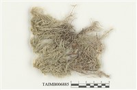 藏品(白齒泥炭苔)的圖片